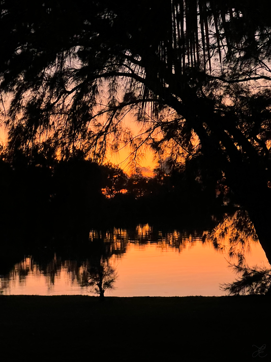 Sunrise with vibrant orange skies and dark  foliage creating striking natural compositions with reflections on calm waters.