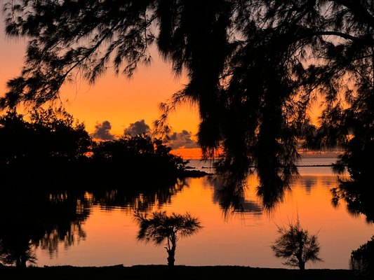 Sunrise with vibrant orange skies and dark  foliage creating striking natural compositions with reflections on calm waters.
